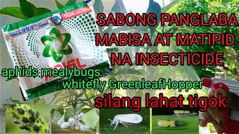 sabong panlaba in english|Sabong panlaba na powder in English with examples .